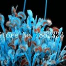 100 Pcs Potted Insectivorous Plants Dionaea Muscipula Giant Clip Venus Flytrap Seed Carnivorous Plan 100 Pcs Potted Insectivorous Plants Dionaea Muscipula Giant Clip Venus Flytrap Seed Carnivorous Plan