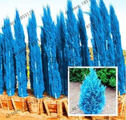 100 Pcs/Pack Cypress Trees See ed,Conifer Blue Ice Arizon Exotic Cypress Tree GardenItem NO.: SH1120
