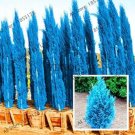 100 Pcs/Pack Cypress Trees See ed,Conifer Blue Ice Arizon Exotic Cypress Tree GardenItem NO.: SH1120