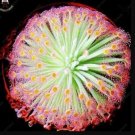 100 Seeds Giant Dionaea Muscipula Carnivorous Plants Fly Clip Se Eed For Garden - (Color: Light Yell