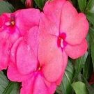 3000Pcs Impatiens hawkeri VAR. ramosaItem NO.: SH112094C