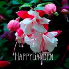 50PCS Fuchsia Seeds Rose Red White Double FlowersItem NO.: SH112099C