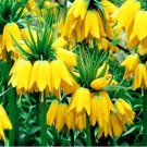 100PCS Yellow Imperial Crown bonsais Fritillaria imperialis Lutea Flowers SeedsItem NO.: SH112100C