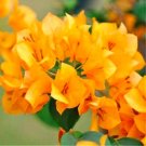Bougainvillea Spectabilis Willd Bonsai Bonsai Plant Flower Bonsai Perennial Garden Flowers Plants Bo Bougainvillea Spectabilis Willd Bonsai Bonsai Plant Flower Bonsai Perennial Garden Flowers Plants Bo