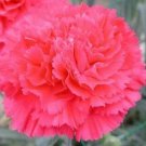 Beautiful Carnation Seed, Carnation Seed, Carnation Seed for Indoors and Gardens, 200pcsItem NO.: SH