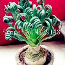 500 Pcs Spring Grass Plant Succulents Plant Grass DIY See ed Potted Garden Home Exotic Plant Spiral 