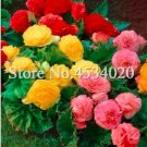 100Pcs/Bag Exotic Rieger Begonias Begonia Beautiful Bonsai Multi-Flap Flower Decoration Home Garden 