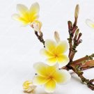 100 Piece Frangipani Plumeria Rubra Lei Egg Flower Plant Home Garden SeedsItem NO.: SH112115C