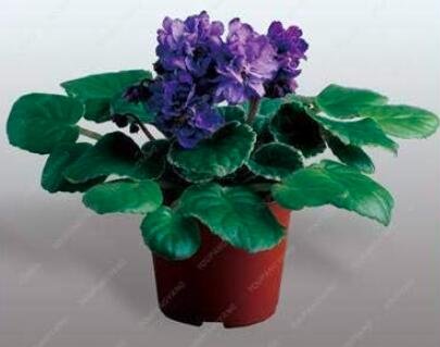 Home Garden 50PCS Mini Violet African Violet Garden Potted Plants Violet Flowers Perennial Herb Matt