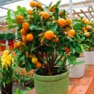 Mandarin Orange Dwarf Bonsai Indoors Outdoors Fruit Tree 10pcs (Color: 2)Item NO.: SH112141C