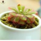 100pcs Giant Dionaea Muscipula Seeds Carnivorous Plants Fly Clip Se Eed for GardenItem NO.: SH112142