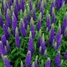 Veronica Seeds Royal Candles Ground Cover (Veronica Spicata) 500 SeedsItem NO.: SH112145C
