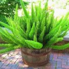 100pcs Asparagus densiflorus 'Myers' Seed Perennial Evergreen Half-Marine herb Ornamental Potted Pla