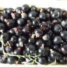200 Black Currant SeedsItem NO.: SH112149C