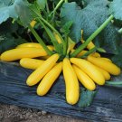 5 Bags (10 Seeds / Pack) of Banana Zucchini seeds, 'Yellow Banana' series, featuring vibrant yellow 