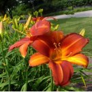 Fresh Real Hemerocallis middendorffii Daylily Seeds, Dark Red FlowersItem NO.: CO-1677