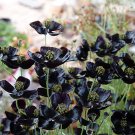 50 Seeds of Papaver macrostomum ‘Black Magic’Item NO.: ZZ-1694-choice
