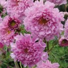 Cosmos bipinnatus 'Double Click Rose Bonbon'Item NO.: ZZ-1713-choice