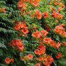 Seeds of Chinese Trumpet Vine - Campsis grandifloraItem NO.: ZZ-1714-choice