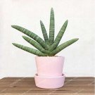 Sansevieria Trifasciata Seed Potted Balcony Office Plant Pots Indoor Plants Perennial SeedsItem NO.: