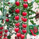 Blossom Cascade: 5 Bags (100 Seeds / Bag) of 'Waterfall' Tomato Seeds for Strong YieldsItem NO.: ZZ-