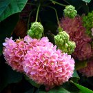 Landscape Brightener: Dombeya Shrub Seeds for Stunning DisplaysItem NO.: ZZ-1726-DG