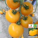 A Rare Gem: 5 Bags (200 Seeds / Bag) of 'Imperial Concubine' Yellow TomatoesItem NO.: ZZ-1656-choice