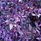Purple Fireburst: 100 Ornamental Pepper Seeds for PlantingItem NO.: ZZ-1728-DG