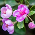 Elevate Your Garden with Rare and Exotic Rhodomyrtus Tomentosa SeedsItem NO.: ZZ-1729-choice