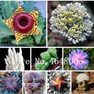 African Mixed Garden Cactus Succulent SeedItem NO.: CO-1666