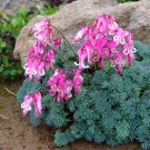 Dicentra peregrina Seeds - Lovely Pink Bleeding Heart-shaped BloomsItem NO.: ZZ-1731-choice