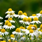 Resilient Chamomile Seeds - Thriving in Various Soil TypesItem NO.: ZZ-1736