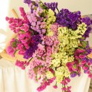 Opt for Elegance: Limonium Sinuatum Seeds with Blue Heart, Purple, Yellow, White OptionsItem NO.: ZZ Opt for Elegance: Limonium Sinuatum Seeds with Blue Heart, Purple, Yellow, White OptionsItem NO.: ZZ