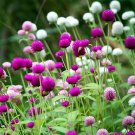 Radiant Gomphrena Globosa Varieties (Approx. 50cm) - Perfect for Home DecorItem NO.: ZZ-1738-choice Radiant Gomphrena Globosa Varieties (Approx. 50cm) - Perfect for Home DecorItem NO.: ZZ-1738-choice