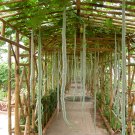 Snake Gourd (Trichosanthes cucumerina) SeedsItem NO.: ZZ-1741-choice
