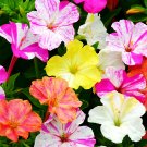 Four O'clock Flower (Mirabilis jalapa) SeedsItem NO.: ZZ-1742-choice
