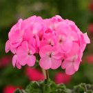 Geranium Seeds - Landscaper Pink F1Item NO.: ZZ-1745-choice