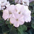 Geranium Seeds - Horizon White F1Item NO.: ZZ-1751-choice