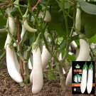 White Long Eggplant Seeds: Pure White Skin and FleshItem NO.: ZZ-1754-choice
