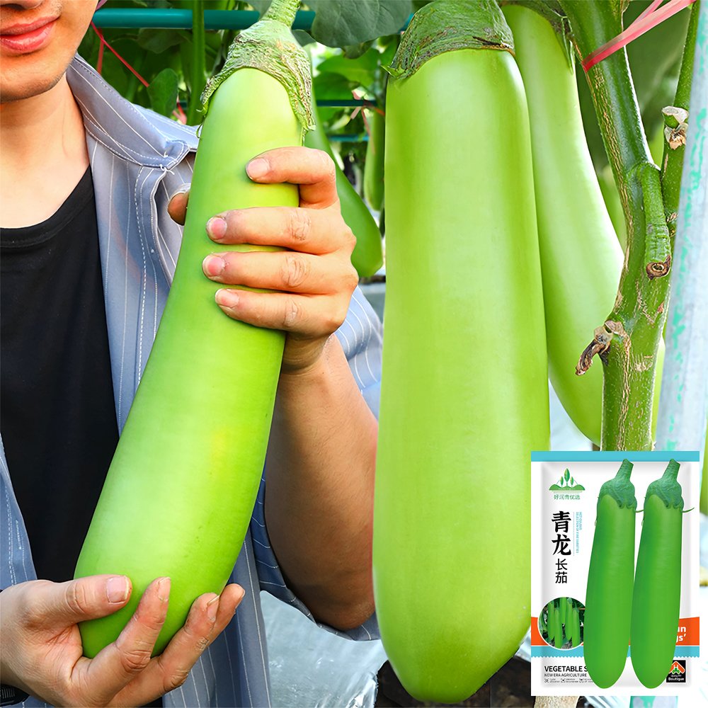 Elevate Your Garden with Emerald Long Eggplant SeedsItem NO.: ZZ-1755-choice