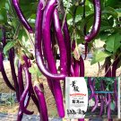 Purple Pleasure: Hangzhou Eggplant Seeds - Slim and TastyItem NO.: ZZ-1756-choice