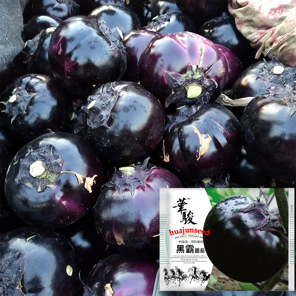 Garden Noir: Explore the World of Black Round Eggplant SeedsItem NO.: ZZ-1759-choice