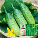Golden Crisp Bites: Drought-Tolerant Cucumber Seeds for Raw PleasureItem NO.: ZZ-1762-choice Golden Crisp Bites: Drought-Tolerant Cucumber Seeds for Raw PleasureItem NO.: ZZ-1762-choice