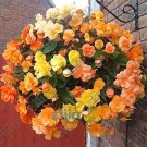 Begonia Flower Seed Acupuncture Coleus plants, MixedItem NO.: CO-1664