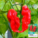 Chili Devils Tongue Red Hot Pepper SeedsItem NO.: YQ-1001-choice