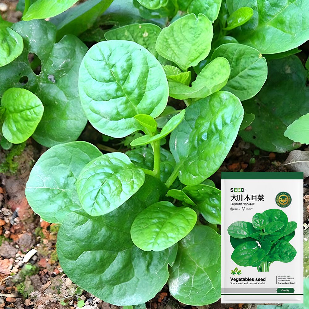 Basella alba Green Malabar spinach SeedsItem NO.: YQ-1005-choice