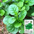 Basella alba Green Malabar spinach SeedsItem NO.: YQ-1005-choice