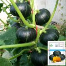 'Green Baby' Small Pumpkin SeedsItem NO.: CP-1670 'Green Baby' Small Pumpkin SeedsItem NO.: CP-1670