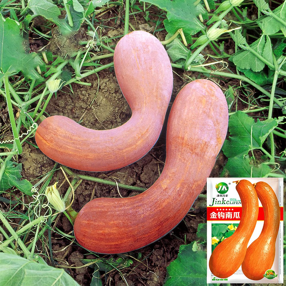 Golden Hook Pumpkin SeedsItem NO.: YQ-1009-choice