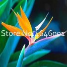 Strelitzia Seed Garden Perennials Flower Bird of Paradise plant StrelitziaItem NO.: CO-1663